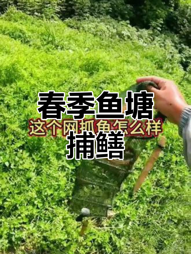 鱼塘抓鳝鱼的春天味道,网子下的惊喜连连