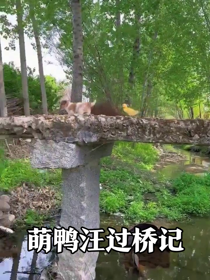 小狗带小黄鸭过桥,这跨物种友情太治愈!