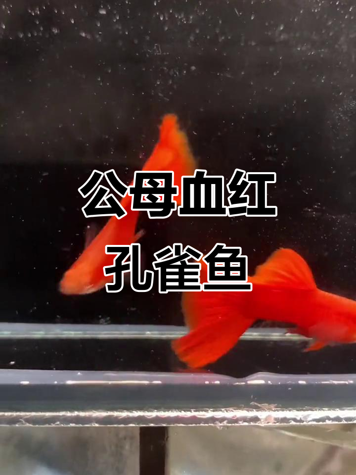 剪尾背种鱼恢复效果,血红公母皆美