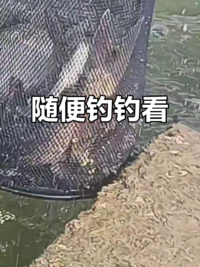 钓鱼直播大作战,喜羊羊钓多了差点翻车