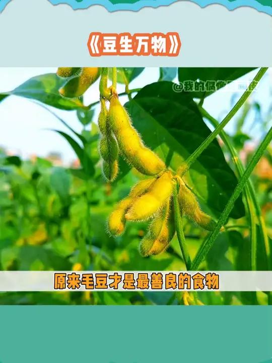 这一刻我才明白原来真正的喜欢是不管你变成什么样我都爱 毛豆 黄豆