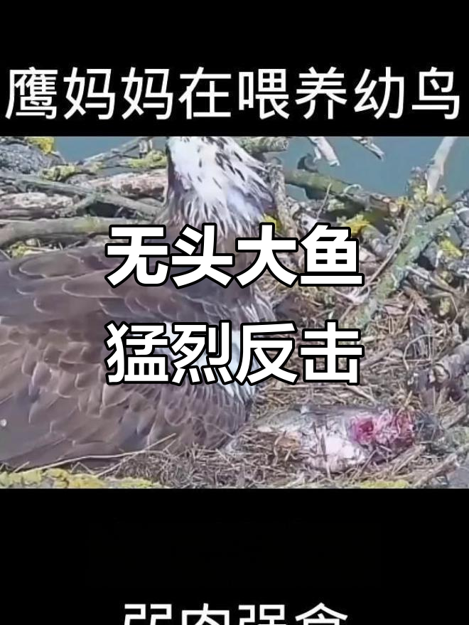 鱼鹰幼鸟遭无头大鱼的疯狂攻击,生死一瞬惊险连连