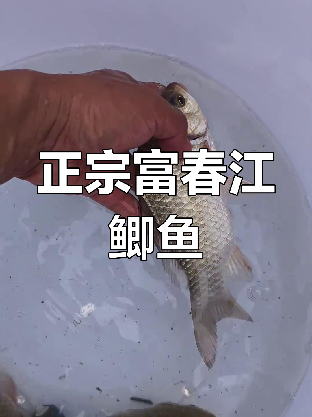 富春江野生鲫鱼大揭秘,正宗黄背红嘴宽鳍魅力十足