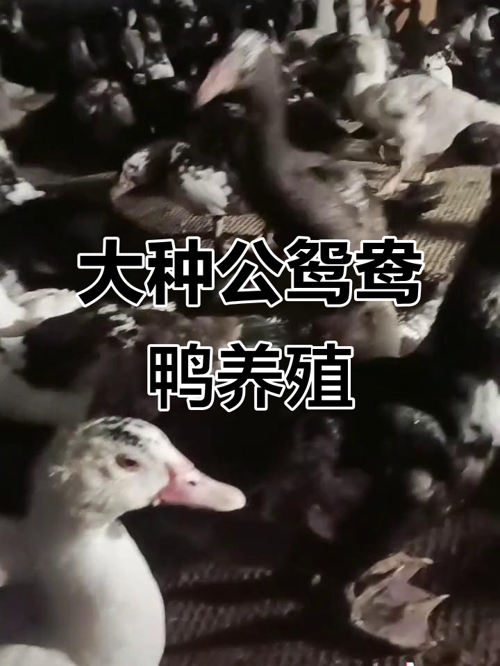 养殖大种纯公鸳鸯鸭,农村生活真实记录