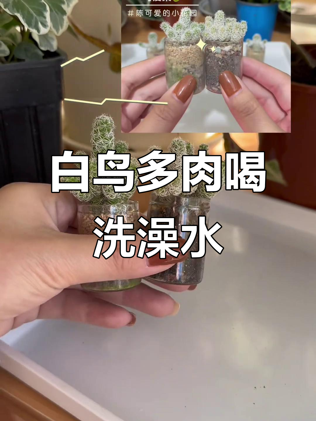 多肉植物喝水变奏曲:白鸟仙人掌与小鱼共舞