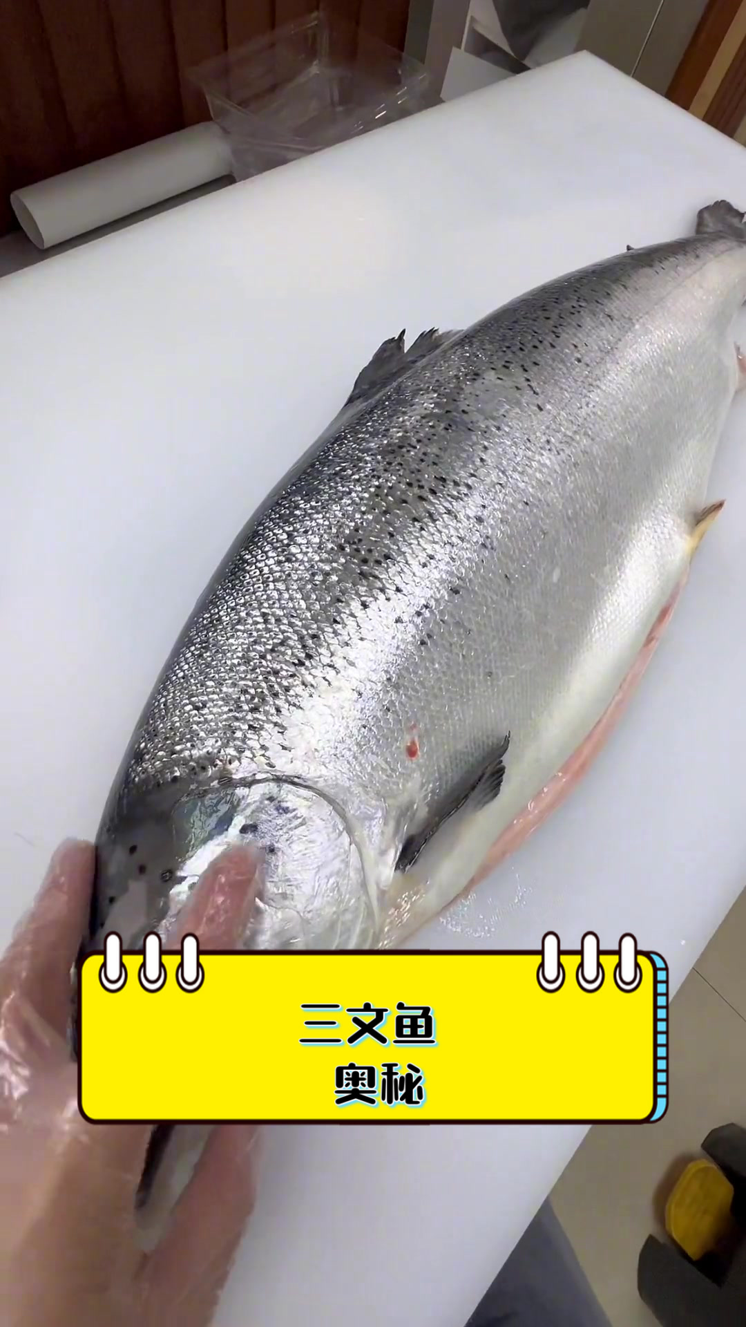 三文鱼，奥秘