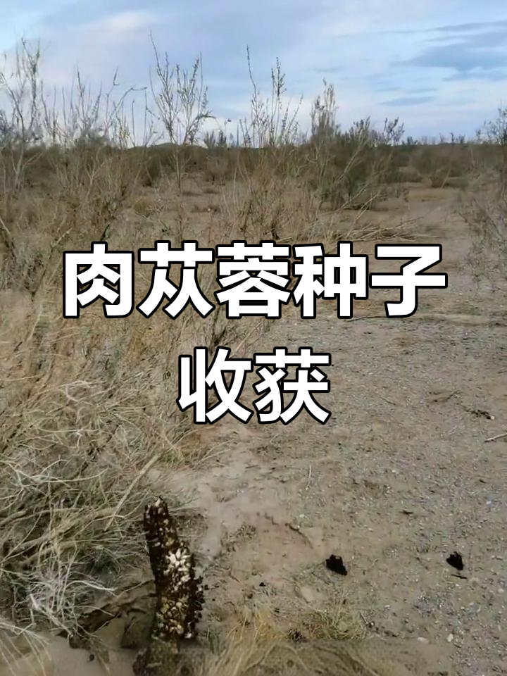 阿拉善肉苁蓉种子成熟季,大自然馈赠的丰收时刻