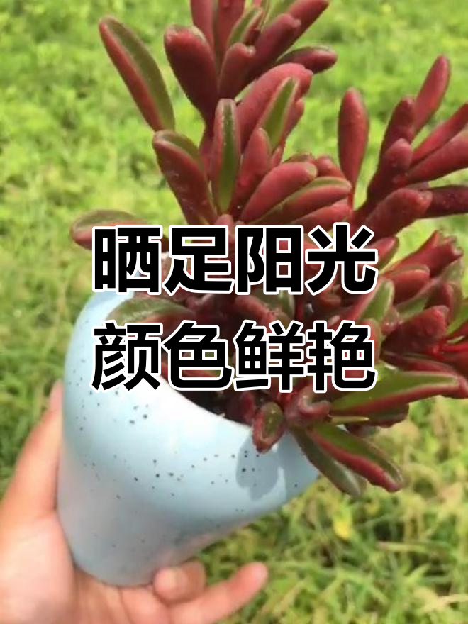 红背椒草养护技巧:多晒太阳更红