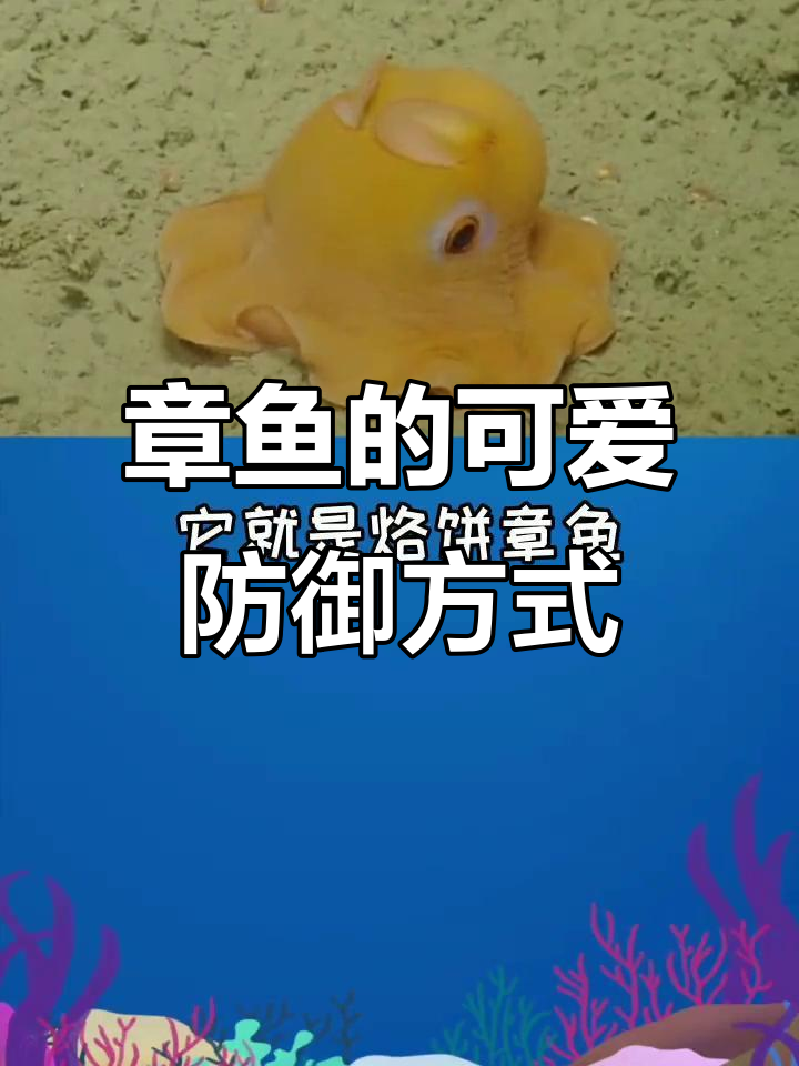 遇到危险,烙饼章鱼竟然用触手包住脑袋!