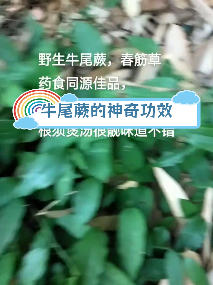 野生牛尾蕨:全身宝,嫩叶可食根能煲汤