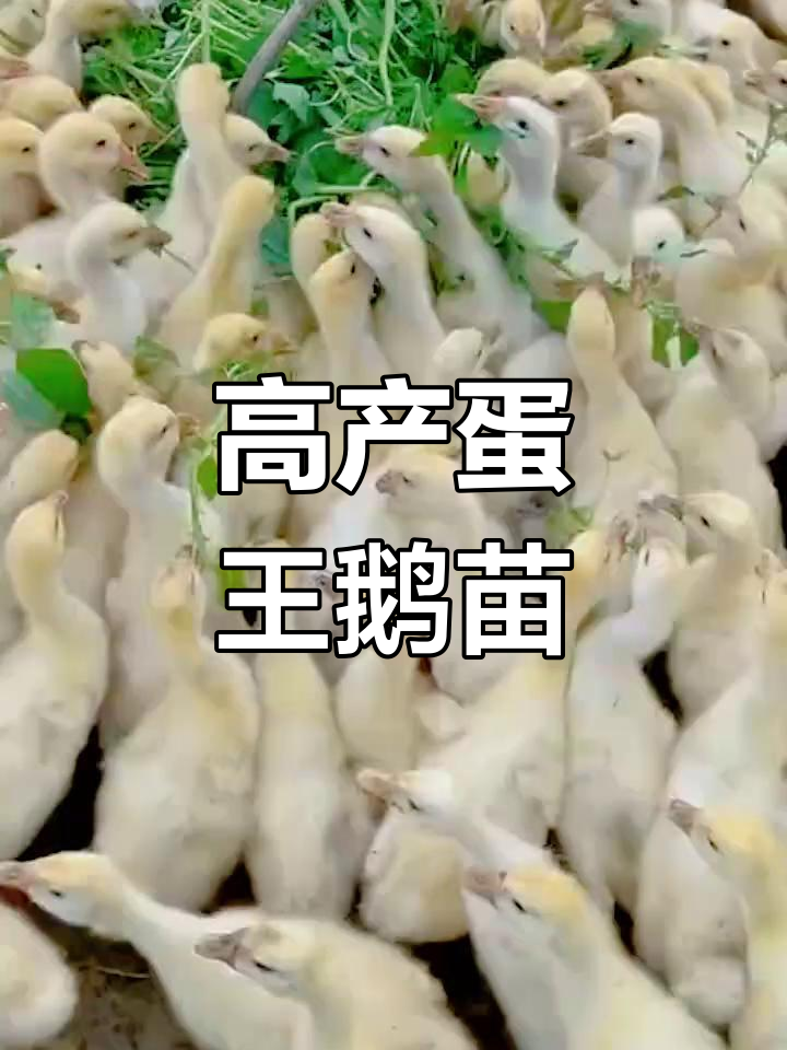 四季产蛋的鹅苗,轻松养殖,青草菜叶就能喂