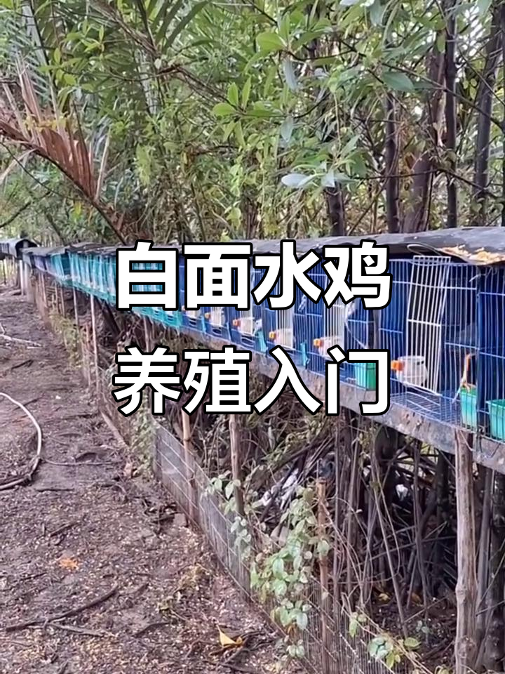 白面水鸡养殖技巧与经验分享