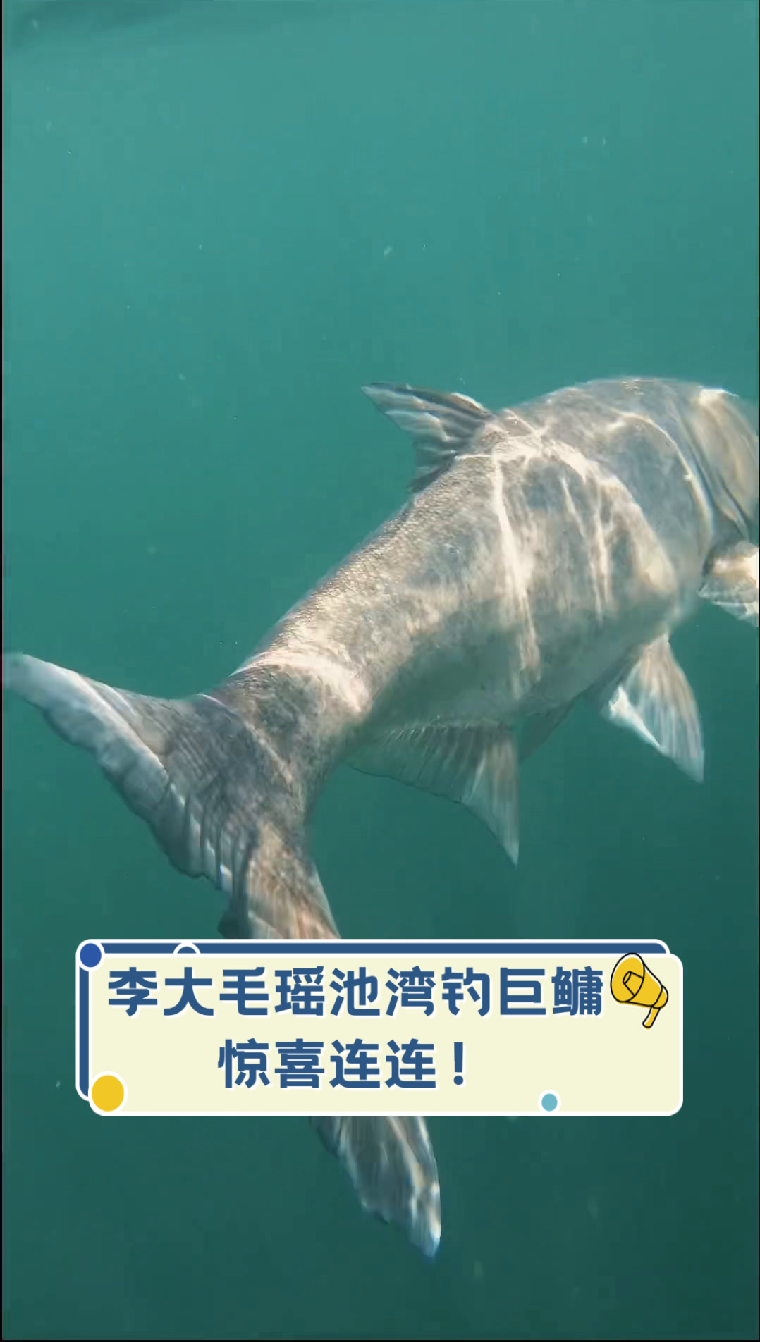 李大毛瑶池湾钓巨鳙,惊喜连连!