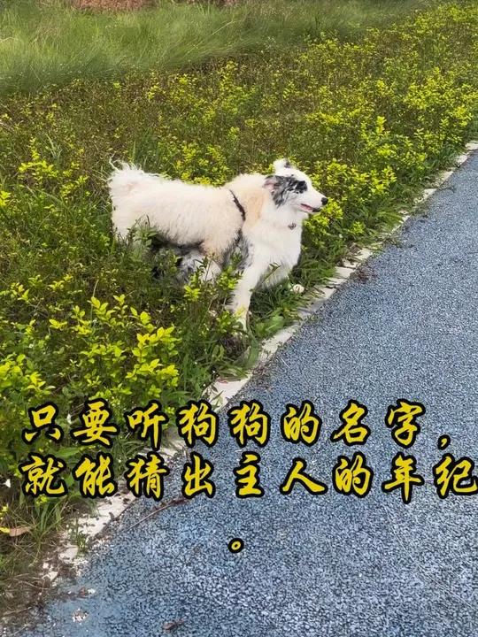 只要听狗狗的名字,就能猜出主人的年纪!你家的狗叫什么呢