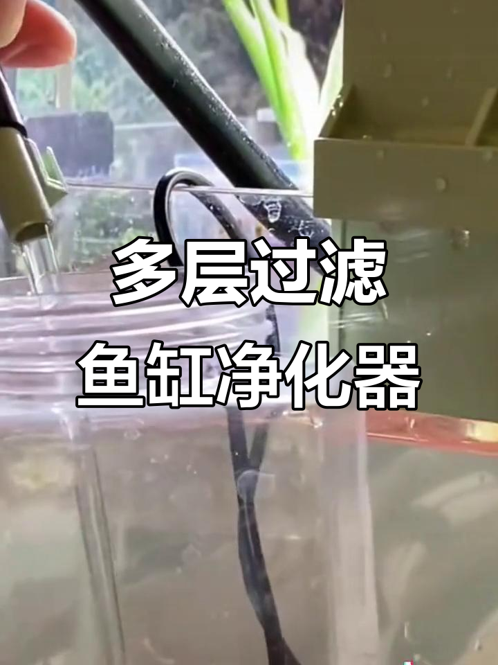 鱼缸过滤器揭秘:多层过滤与沉淀分离,效果超乎想象