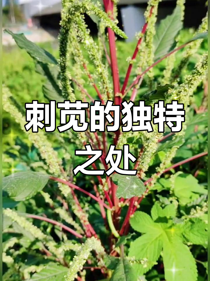 刺苋叶片带刺,独特特征让它与众不同