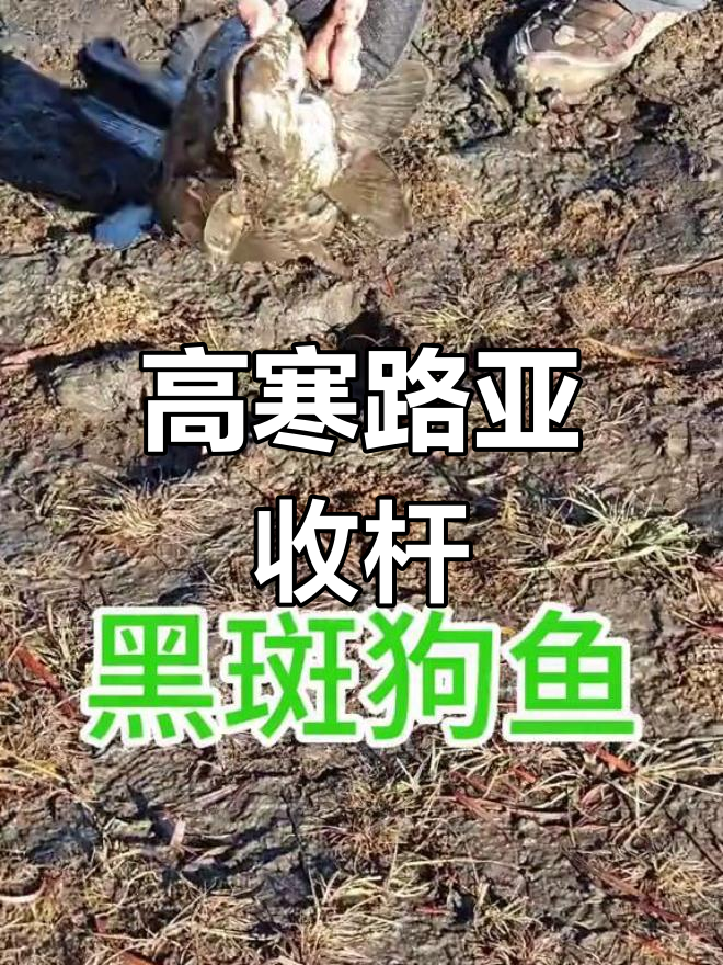 呼伦贝尔高寒地区米级黑斑狗鱼捕获