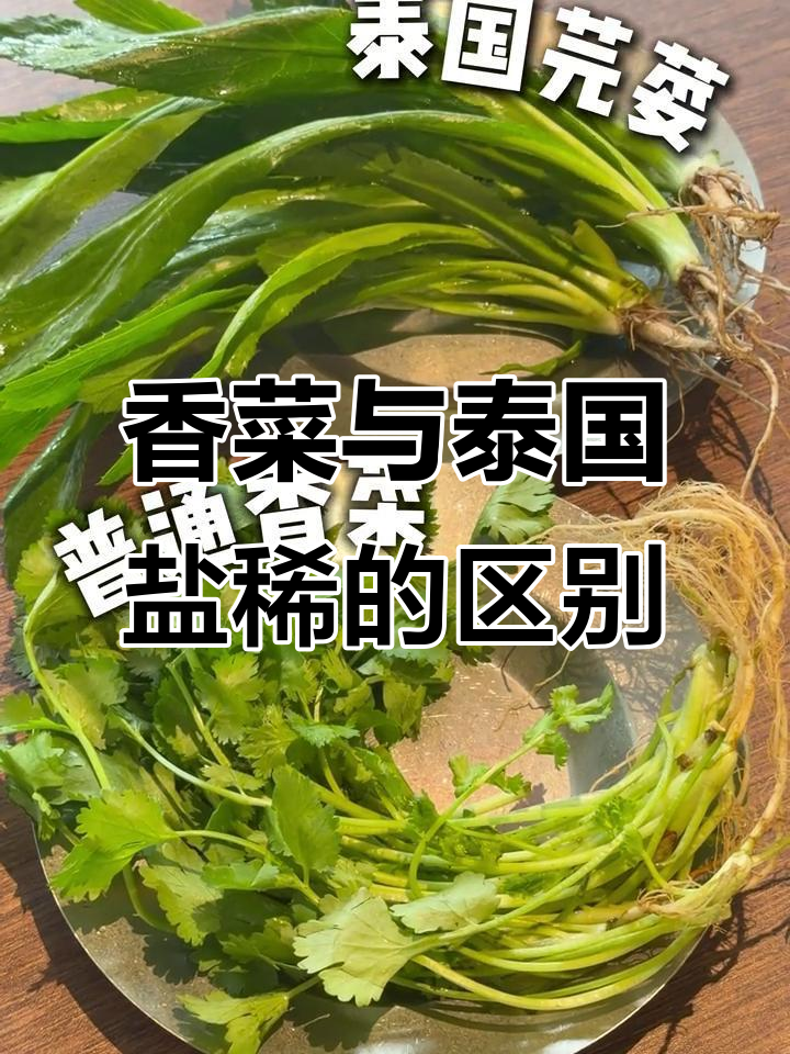 泰国盐稀和普通香菜的差别,越南粉为何偏爱它?