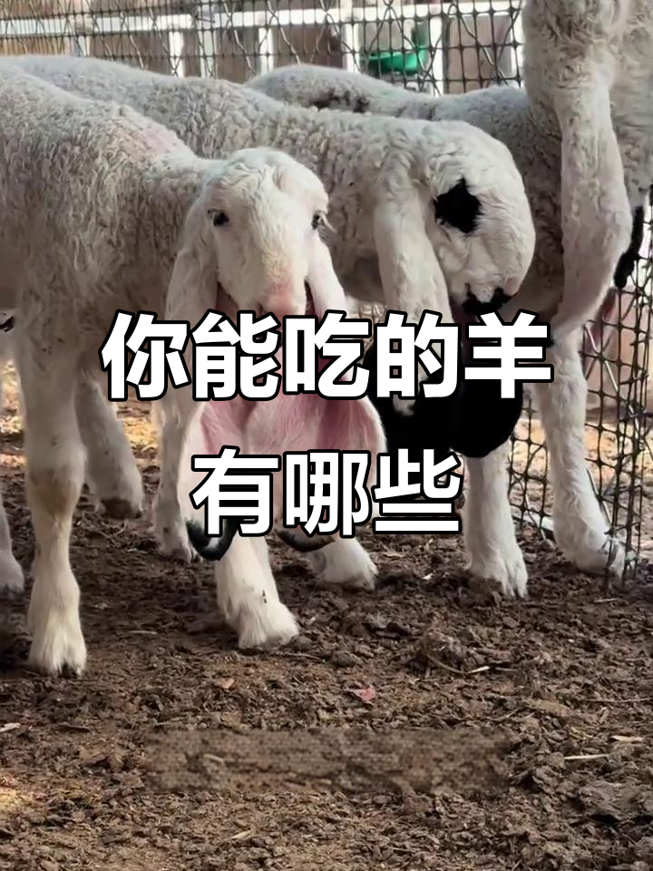 不同品种羊的肉质与价格大揭秘,你能接受哪种?