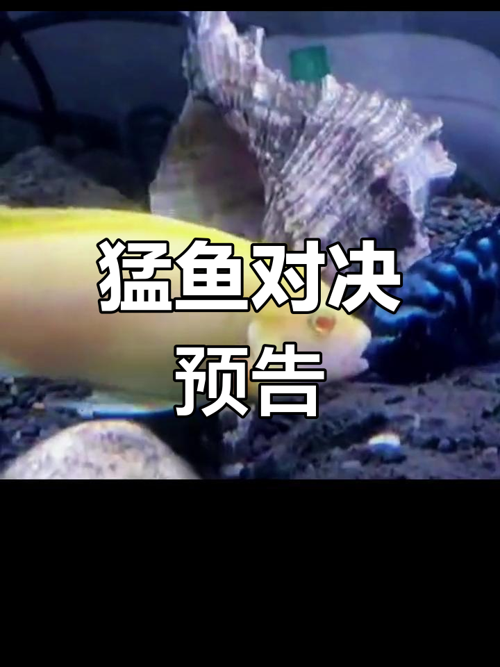 小型猛鱼实力大比拼,明天揭晓更精彩内容!