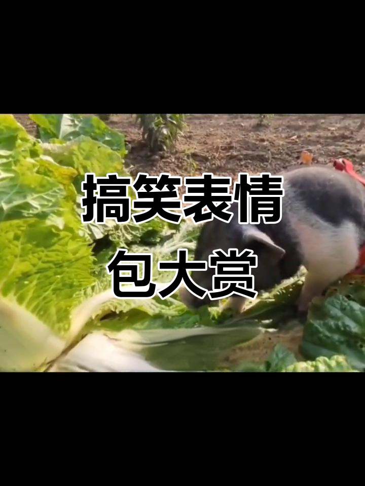 每帧都笑到不行,表情包合集来啦!