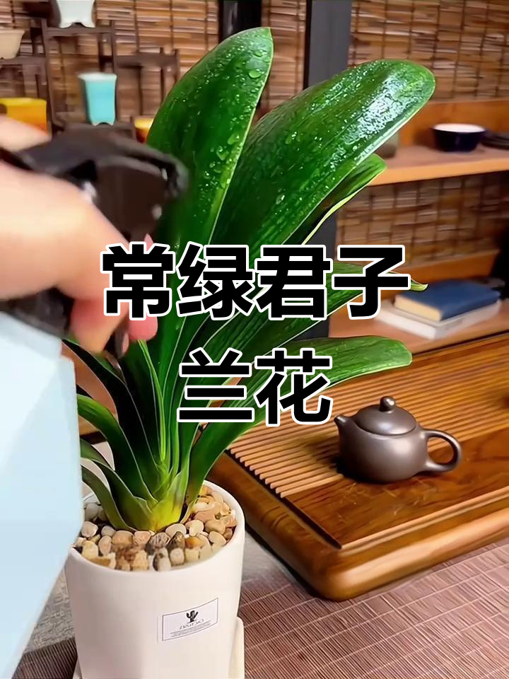 君子兰元宝盆栽,室内常绿花卉,开花惊艳美丽