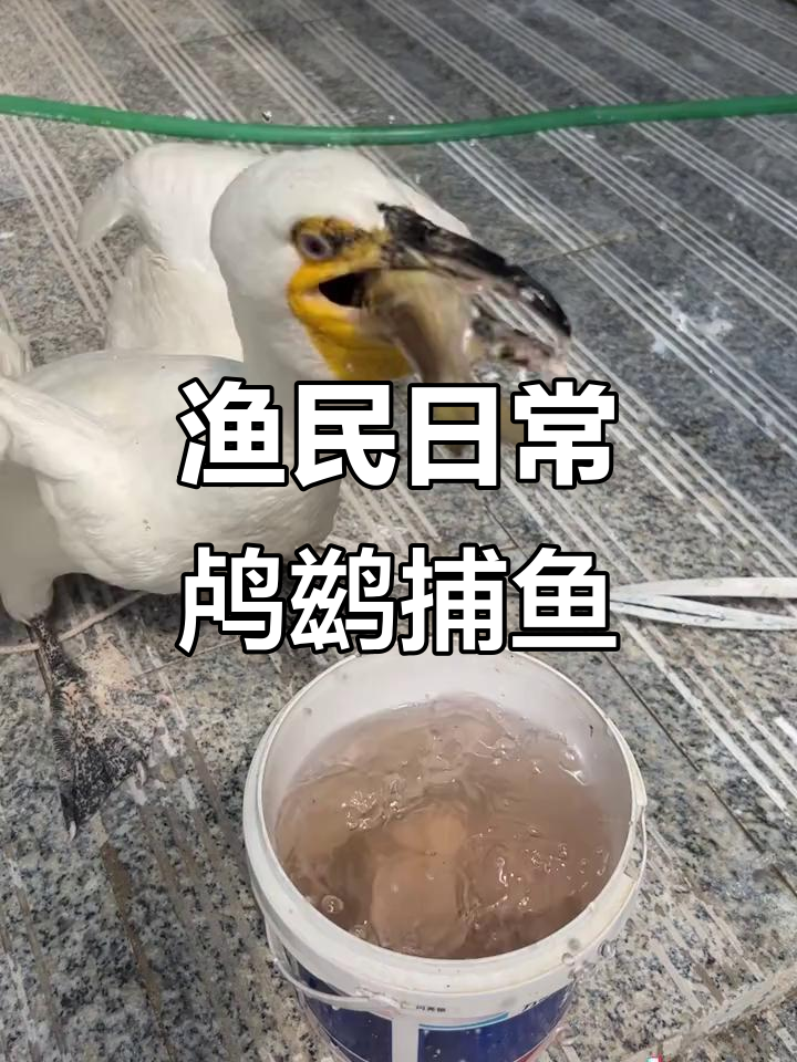 渔民生活体验:鸬鹚捕鱼与喂食全过程