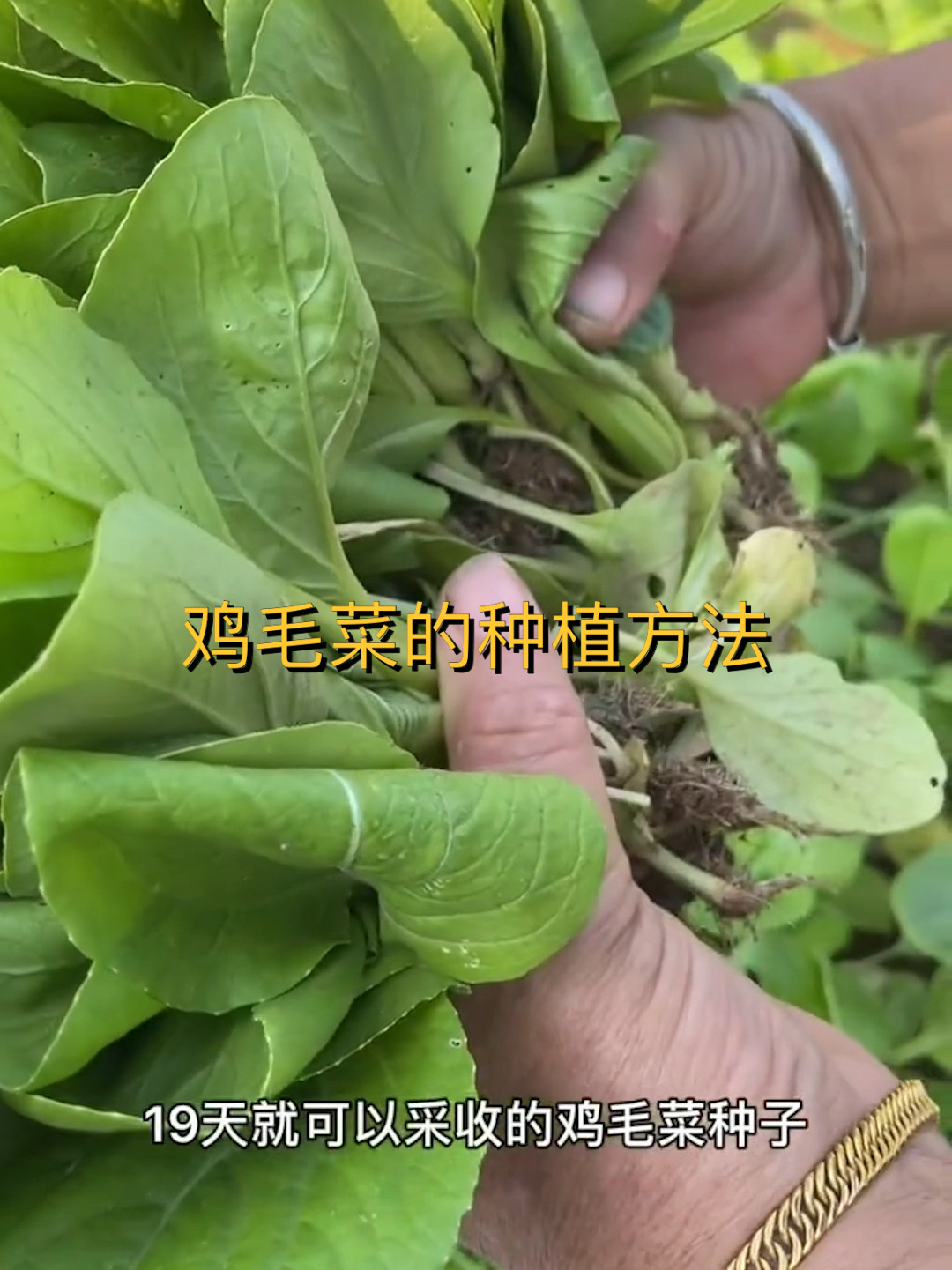 阳台盆栽鸡毛菜的种植方法