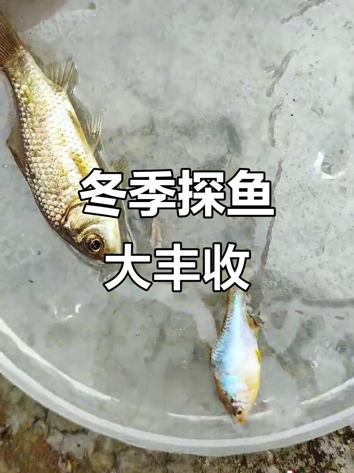 冬天小野沟竟然有惊喜，抓到大河虾和黄金鲫鱼