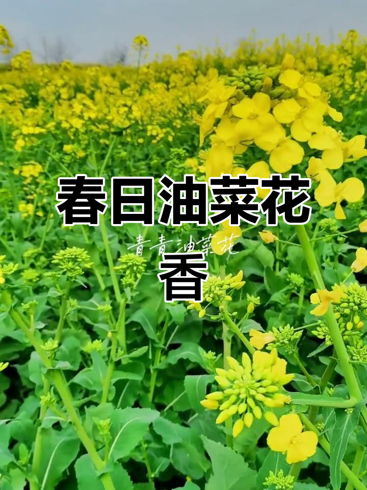 油菜花海与蓝天相映,春风拂面,尽享自然之美