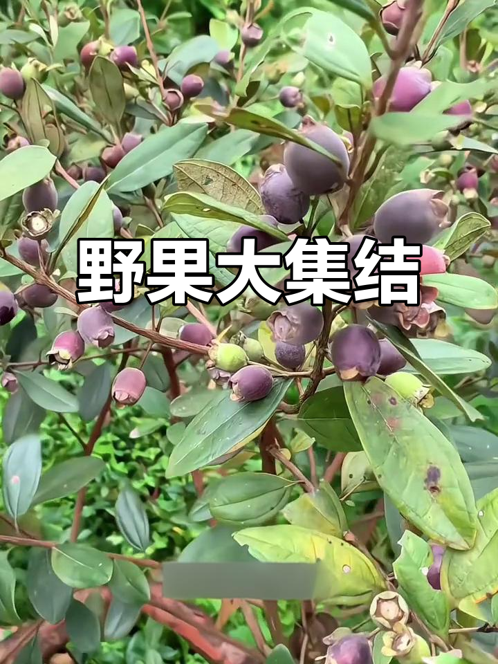 农村野果大揭秘,36种你尝过几种?