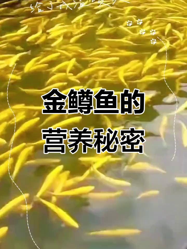 金鳟鱼富含营养,氨基酸与健康元素丰富