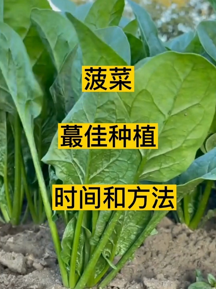 菠菜蕞佳种植时间和方法!