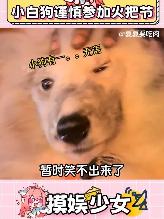 宠物店：不好！（素材来源@婷歌 @玉米扒窝 @夏夏要吃肉）