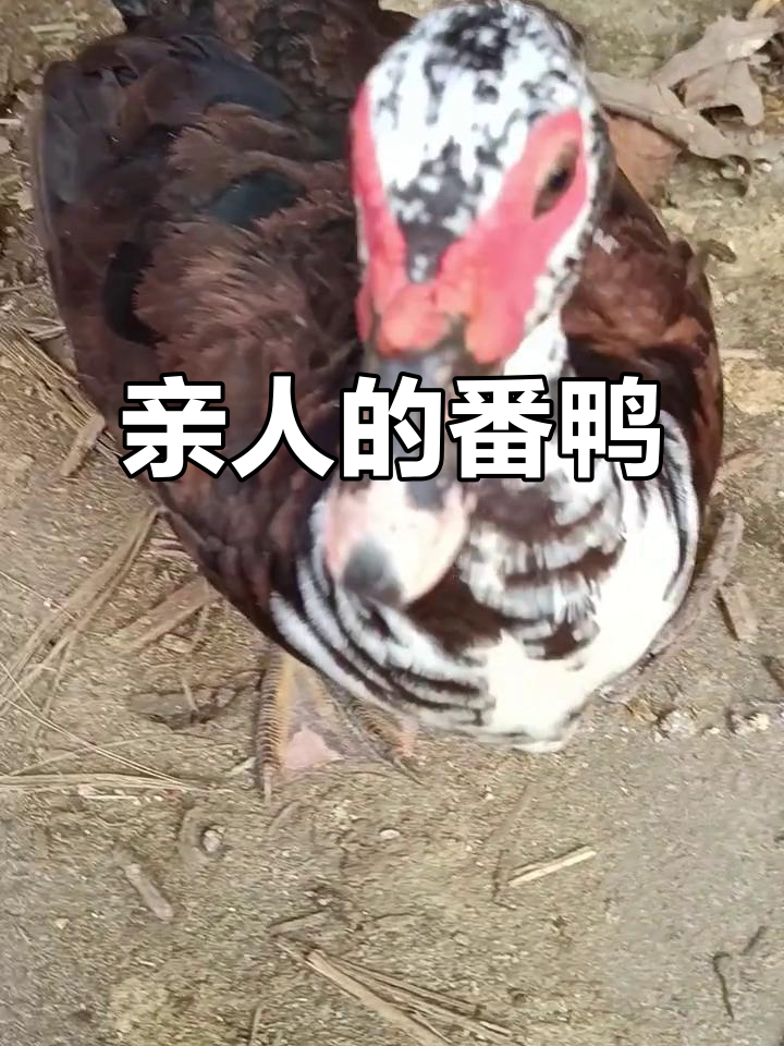 母番鸭生蛋后变得亲人,竟然让人摸它