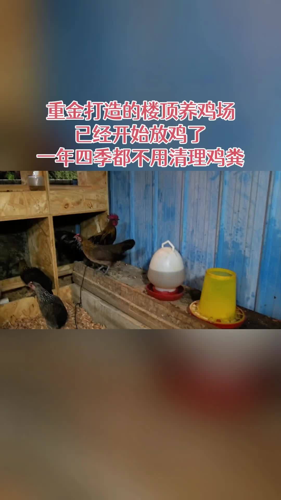 三农 养殖 养鸡 农村散养土鸡 发酵床 重金打造的楼顶养鸡场,已经开始放鸡了,一年四季都不