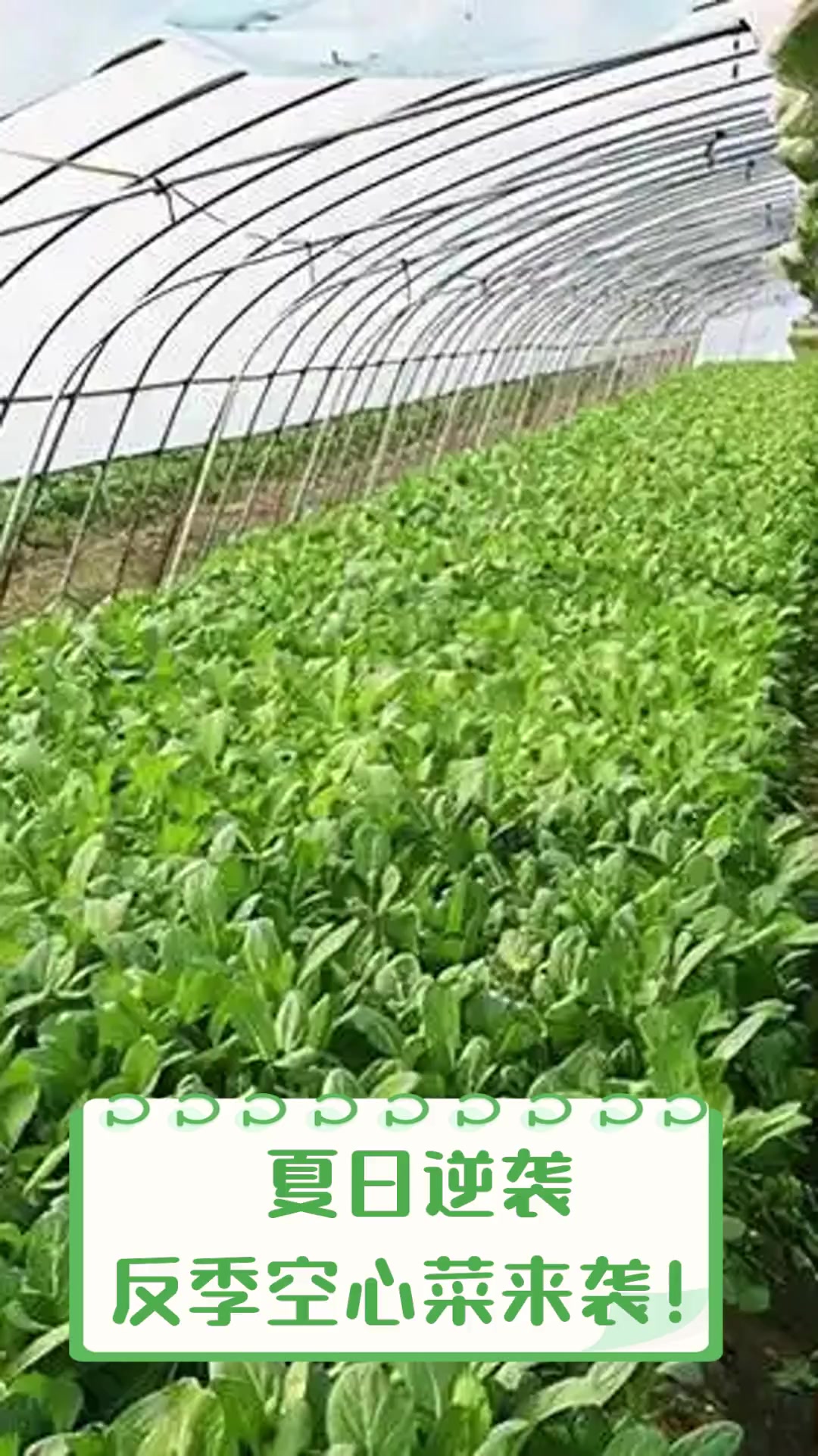 夏日逆袭,反季空心菜来袭!