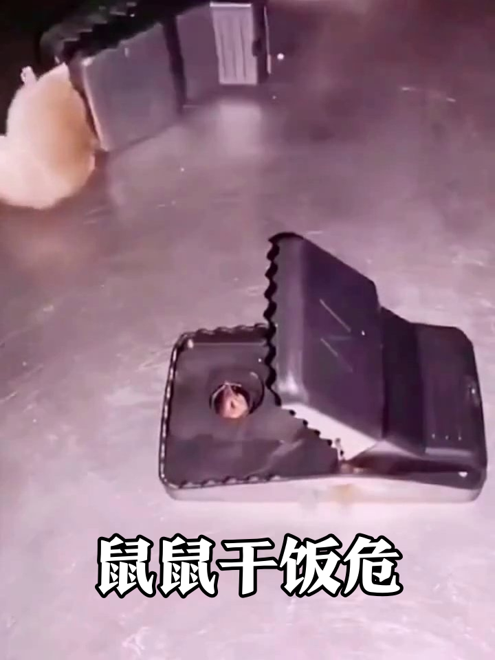 老鼠嚣张干饭海鲜大餐,转头撞上捕鼠夹秒变表情包