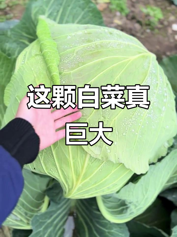见过这么大的包菜吗?简直比我的手还大!