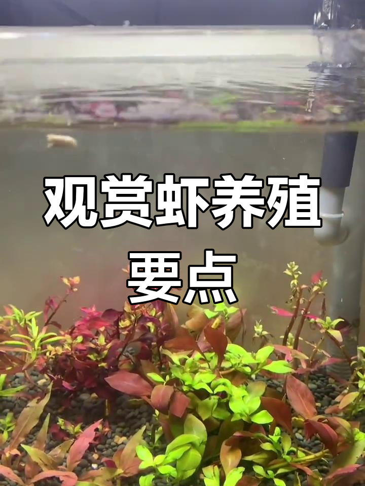 观赏虾养殖技巧:喂食、水质与温度管理全攻略