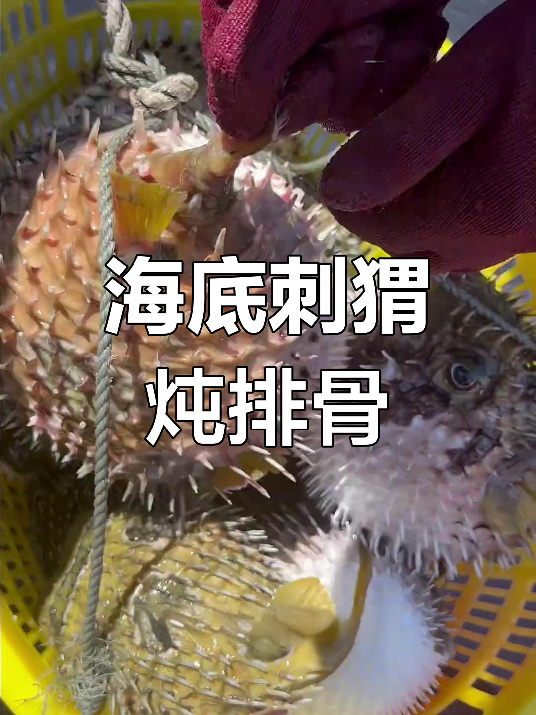 海南海底刺猬:美味鱼皮与排骨汤