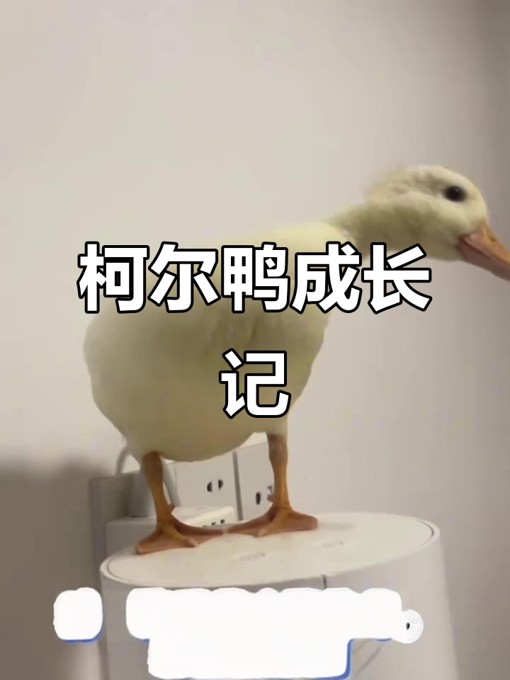 小鸭子从黄变白,游泳长大超可爱!