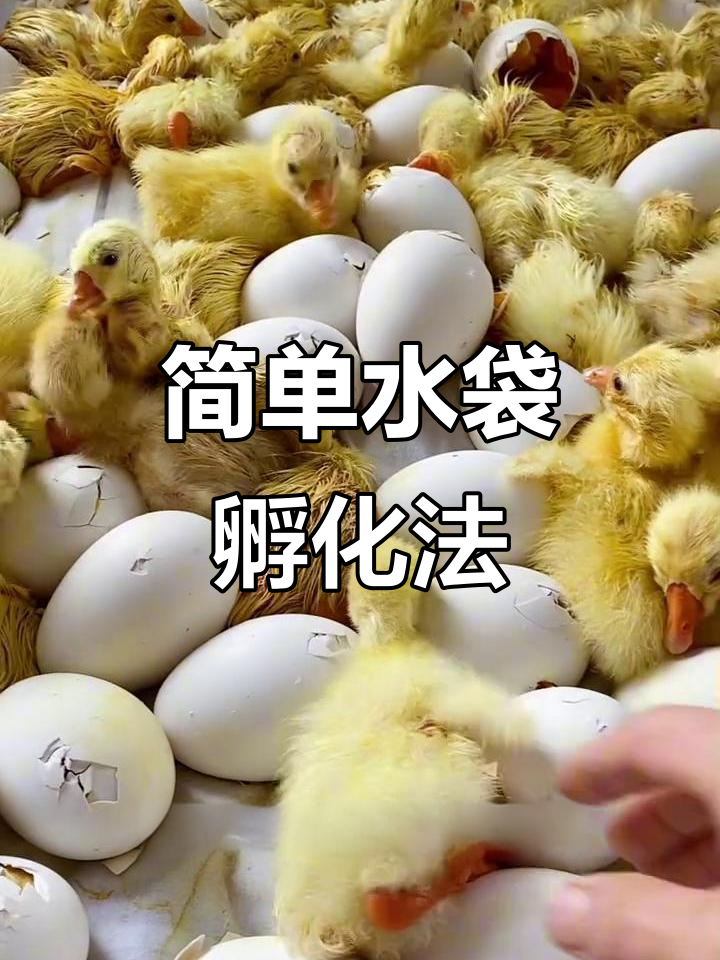 水床孵化器操作全解:从蛋到小生命的诞生
