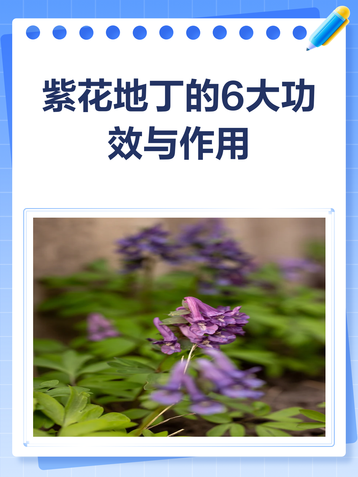 紫花地丁,你知道它有哪些神奇功效吗?