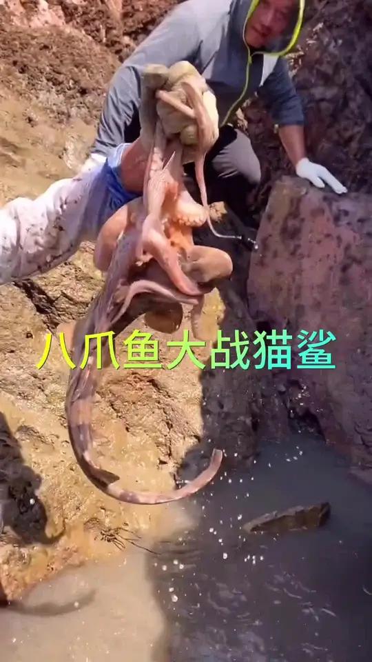 日出海,实在是运气爆棚!竟有幸目睹八爪鱼与猫鲨激烈大战。趁它们争斗分散精力,我们顺利捕获好