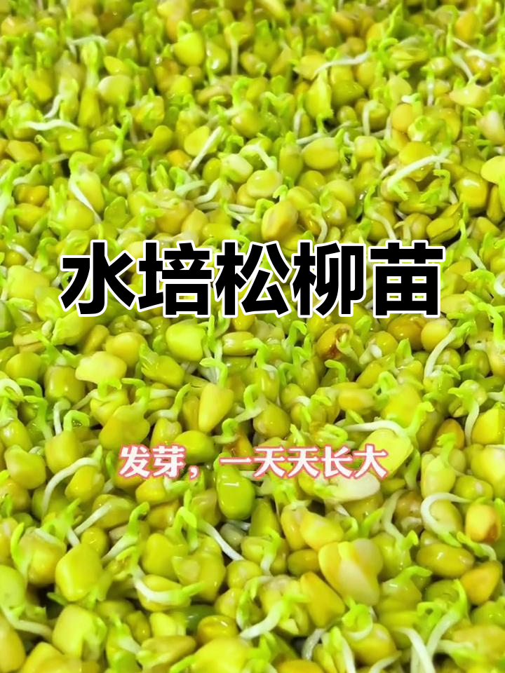 松柳苗水培,营养丰富,轻松种植