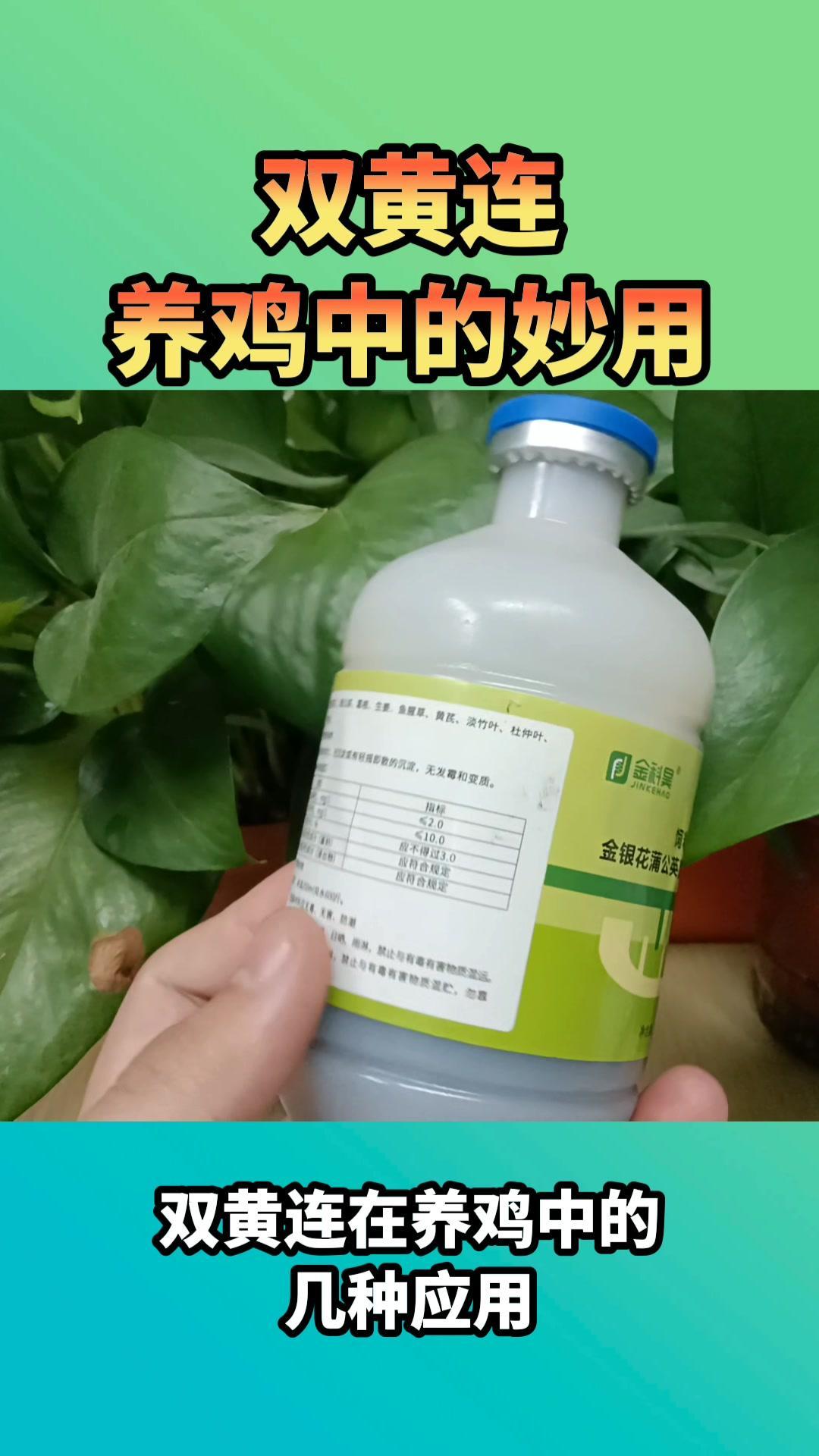 农村散养土鸡 科学养鸡 养鸡人 鸡病防治 散养土鸡