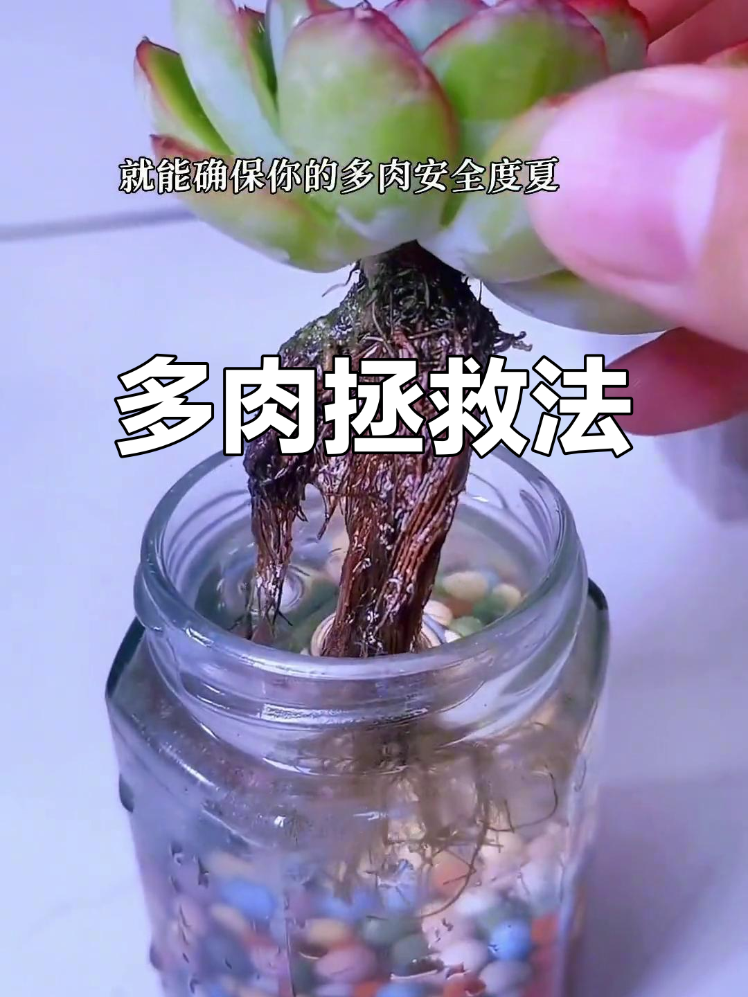 夏季多肉不生长?试试水培,断枝也能救活!