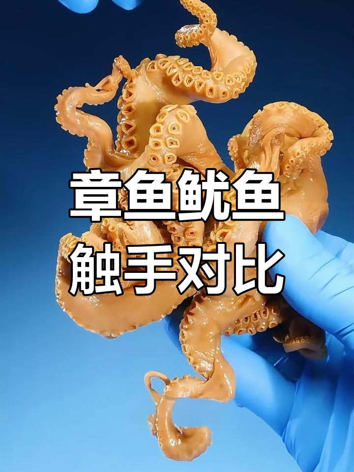 章鱼与鱿鱼的触手差异揭秘
