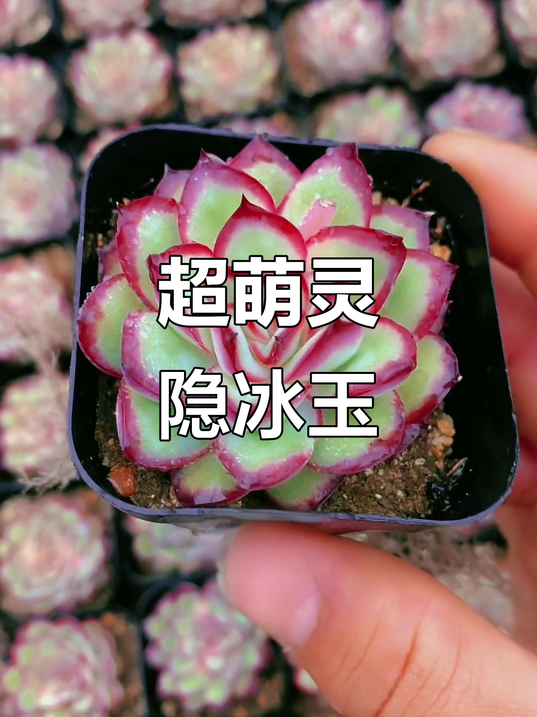 灵隐酒红边林,超可爱多肉植物等你来秒!